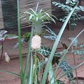 młody ananas z którego robiono wyciąg na schudnięcie w ogrodzie przypraw