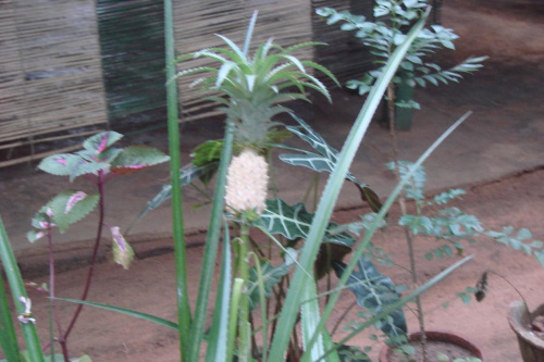 młody ananas z którego robiono wyciąg na schudnięcie w ogrodzie przypraw
