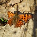 Rusałka ceik - Polygonia c -album . Data : 24.02.2008. Miejsce : las . Miejscowość : Smogorzewo