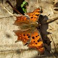 Rusałka ceik - Polygonia c -album . Data : 24.02.2008. Miejsce : las . Miejscowość : Smogorzewo