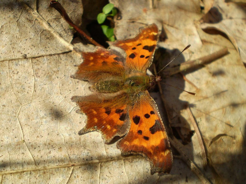 Rusałka ceik - Polygonia c -album . Data : 24.02.2008. Miejsce : las . Miejscowość : Smogorzewo