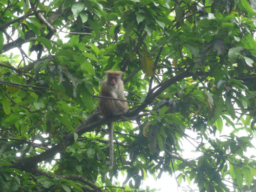 Mała małpka, która miała ochotę na banana:)
