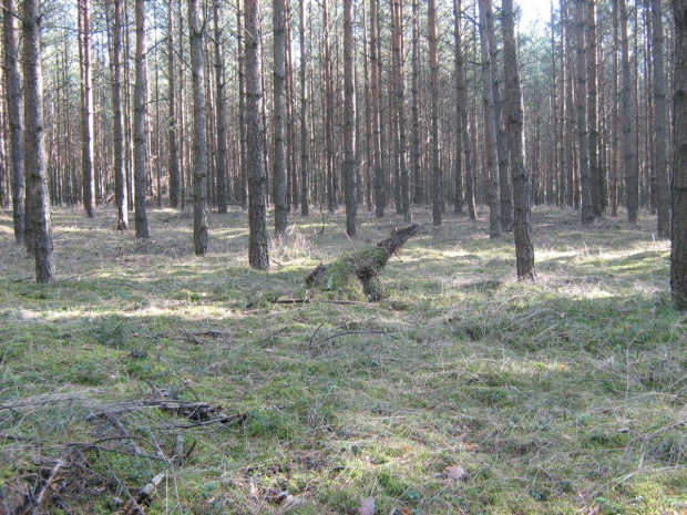 przyroda - z wycieczki 2008 r.