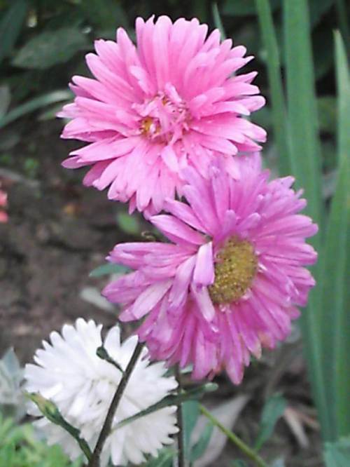 Kwiaty z mojego ogrodu #Kwiaty #przyroda