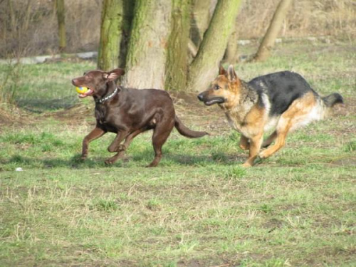 czekolada Hexa,
czarnuch Max,,
biszkopt Neska #psy