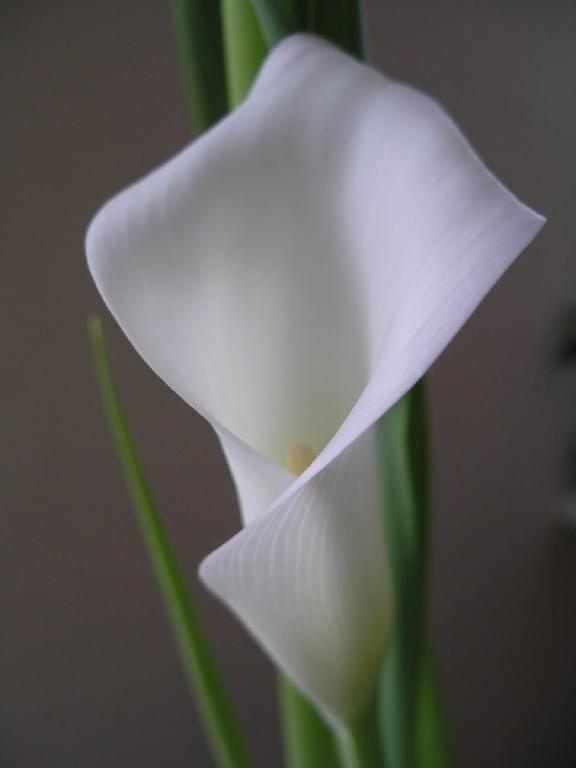 Dostojna calla #kwiatki #kwiaty