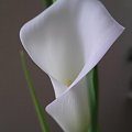 Dostojna calla #kwiatki #kwiaty