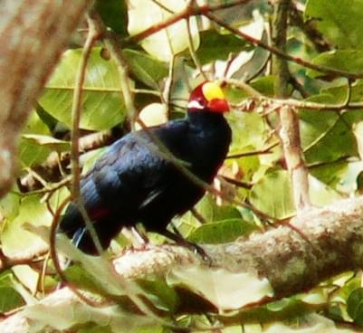 Violet Turaco- Musophaga Violacae - Turako fioletowy (rodzaj: Musophaga)
Rodzina: Turako/Turaco/Musophagidae