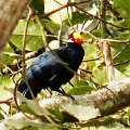 Violet Turaco- Musophaga Violacae - Turako fioletowy (rodzaj: Musophaga)
Rodzina: Turako/Turaco/Musophagidae