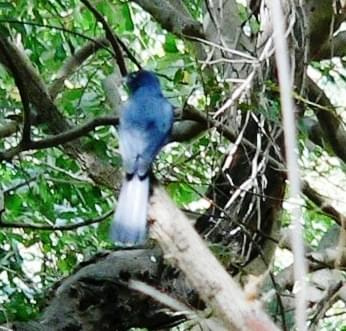 african blue flycatcher / Elminia longicauda / Muchodławik błękitny podrodzina: monarchinie; rodzaj: elminia) Rodzina: Dławikowate (dziwogony) / Dicruridae / Monarch Flycatchers