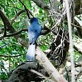 african blue flycatcher / Elminia longicauda / Muchodławik błękitny podrodzina: monarchinie; rodzaj: elminia) Rodzina: Dławikowate (dziwogony) / Dicruridae / Monarch Flycatchers