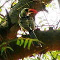 red-billed hornbill/tockus Erythrorhynchus/Toko białogrzbiety (rodzaj: tockus) Rodzina: Dzioborożce/Hornbill/Bucerotidae