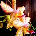 orchidea #wiosna #kwiaty #rośliny #przyroda #orchidea