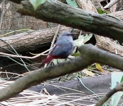 lavender waxbill/Estrilda Caerulescens/Astryd Czerwonosterny (rodzaj: Estrilda)
Rodzina: Astryldy/Estrildidae/Estrildid Finch