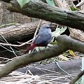 lavender waxbill/Estrilda Caerulescens/Astryd Czerwonosterny (rodzaj: Estrilda)
Rodzina: Astryldy/Estrildidae/Estrildid Finch