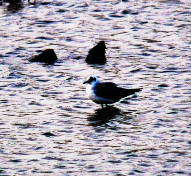 black winged stilt/himantopus himantopus/szczudłak zwyczajny (rodzaj: himantopus) Rodzina: Szczudłonogi/Recurvirostridae/Wader