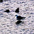 black winged stilt/himantopus himantopus/szczudłak zwyczajny (rodzaj: himantopus) Rodzina: Szczudłonogi/Recurvirostridae/Wader