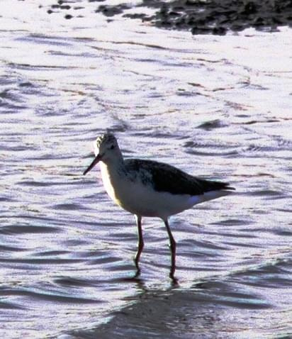 black-winged stilt/Himantopus himantopus/ Szczudłak zwyczajny (rodzaj: himantopus) Rodzina: Szczudłonogi/Recurvirostridae/Wader