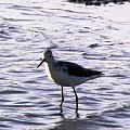 black-winged stilt/Himantopus himantopus/ Szczudłak zwyczajny (rodzaj: himantopus) Rodzina: Szczudłonogi/Recurvirostridae/Wader