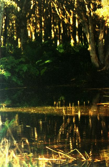 Kałuża w lesie Sydney #kałuża #staw #woda #las #słońce