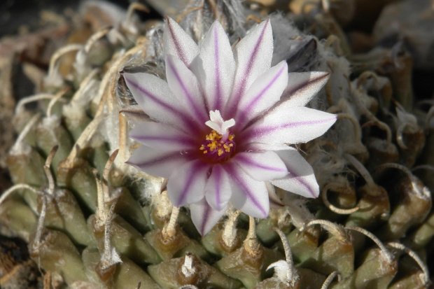 Turbinicarpus panarottoii