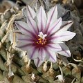 Turbinicarpus panarottoii