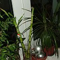 phalaenopsis #storczyki
