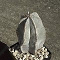 Astrophytum myriostigma var. columnare