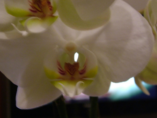 phalaenopsis #storczyki