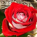 Różyczka od Misia w szkle #kwiaty #natura #rośliny #róża