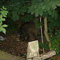 To nie było w Zoo #Dziki