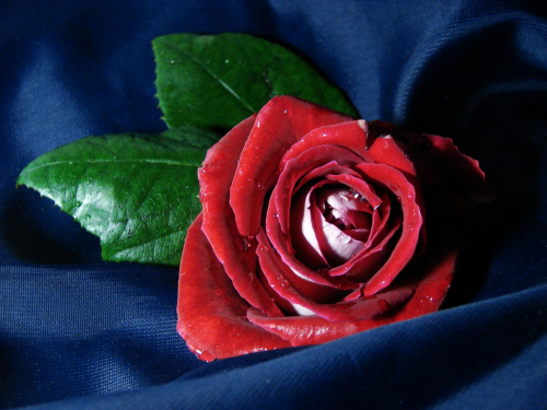Różyczka od Misia #natura #róża #rośliny #kwiaty