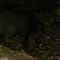 To nie było w Zoo #Dziki