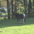 KONIE AKA KAKTUSY #KONIESTAJNIAKAKTUSYGSTAAD