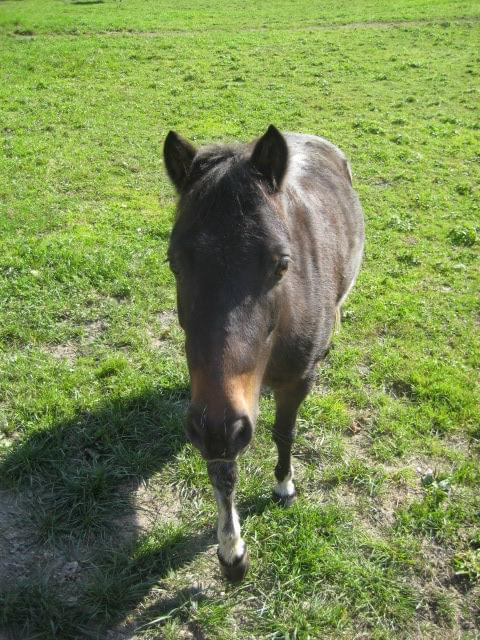 KONIE AKA KAKTUSY #KONIESTAJNIAKAKTUSYGSTAAD