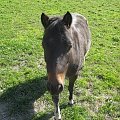 KONIE AKA KAKTUSY #KONIESTAJNIAKAKTUSYGSTAAD