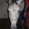 KONIE AKA KAKTUSY #KONIESTAJNIAKAKTUSYGSTAAD