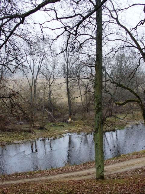 #supraśl #rzeka #droga #bobry #drzewa