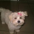 CoCo ,Lucy, Syndy, Matty, Holly