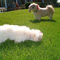 CoCo ,Lucy, Syndy, Matty, Holly