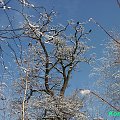 #zima #Konrek #drzewo