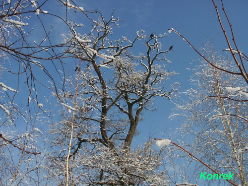 #zima #Konrek #drzewo