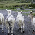 Norwegia-powrót do kraju,kozy na drodze zawsze mają pierwszeństwo