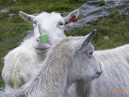 Norwegia-powrót do kraju,kozy na drodze zawsze mają pierwszeństwo