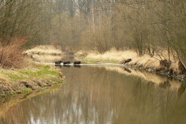 dziki przechodzące przez Bystrzycę