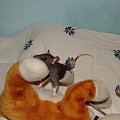 Kajko i Kokosz na wybiegu :) #szczur #ogonek #zwierzęta #natura