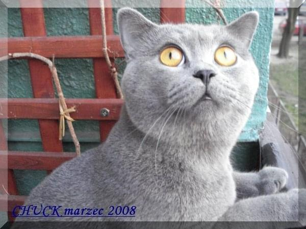 marzec 2008-CHUCK