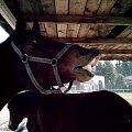 Oczy konia są zwierciadłem jego duszy, studnią bez dna...