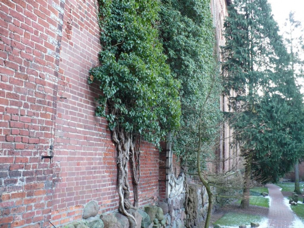 Malbork #drzewa #mur #zamek