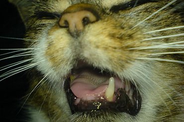 koteczek #kot #kotek #koteczek